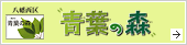 青葉の森
